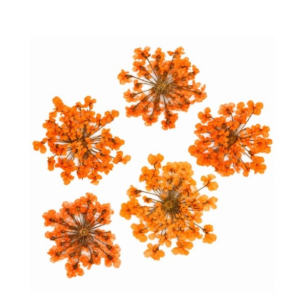 Flori uscate – portocalii