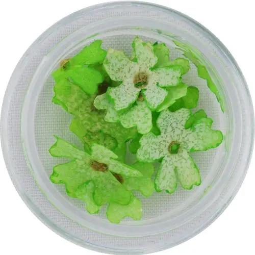 Flori verde deschis pentru unghii - uscate